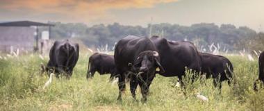 ganadería ecológica