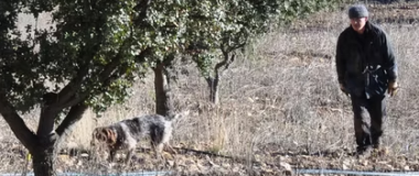 Jornadas de la Trufa Negra 