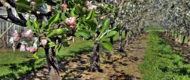 agricultura ecològica