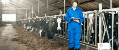 Illustration de l'élevage de précision