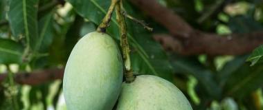 cultivo de mango