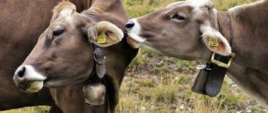 explotacions agrícoles i guanya