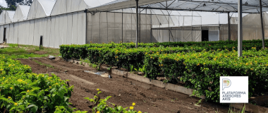 invernadero agrícola