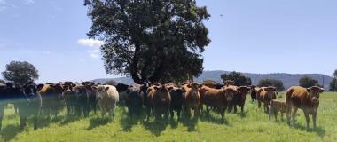 ilustración del proyecto