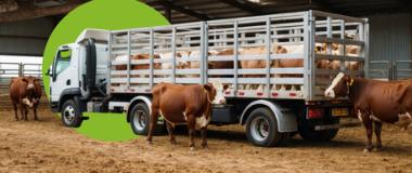 bienestar animal transporte