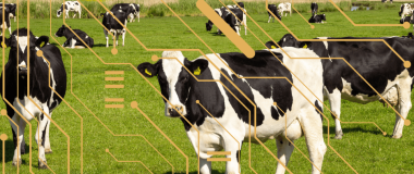 ILUSTRACIÓN DE RUMIANTES Y DIGITALIZACIÓN