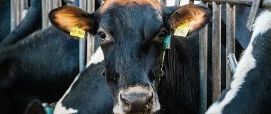 ramaderia intel·li.