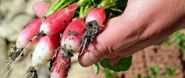 cualificacións técnicas