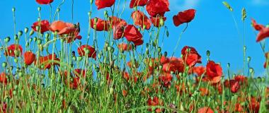 control malas hierbas