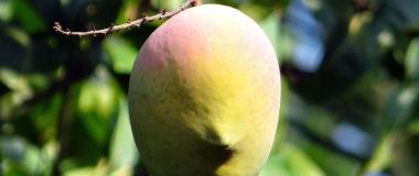 subtropicales andalucía