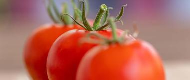 elikagaien segurtasuna