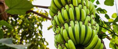 fertittigac. banana plantation