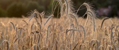 plagas cereales invierno