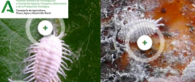 curso ifapa formacion especializada en sanidad vegeta