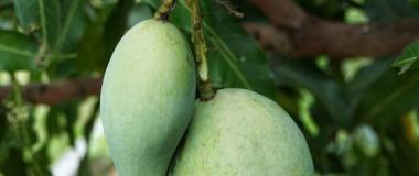 mango cultivo