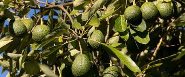 aguacates