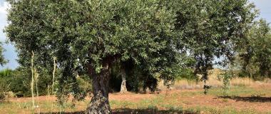 verticilosi oliverar
