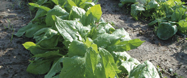 Modulo Generico: Cualificacion de Tecnicos en Produccion Integrada de Productos Agricolas y Ganaderos