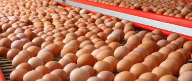 MANIPULADOR DE ALIMENTOS. SECTOR HUEVOS