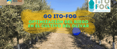 El Grupo Operativo ITO-FOG busca mejorar la calidad del aceite de oliva con una herramienta de software y menor cantidad de riego