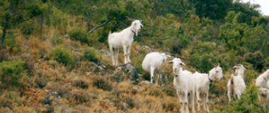 INCORPORACIÓN Á EMPRESA AGRARIA: GANDERÍA VINCULADA Á TERRA