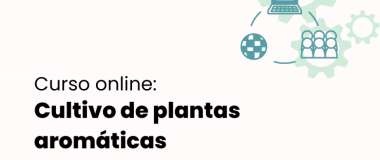 Curso online sobre el cultivo de plantas aromáticas