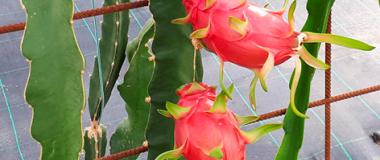 OBRADOIRO DE CULTIVO DE PITAYA