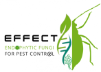 EFFECT
