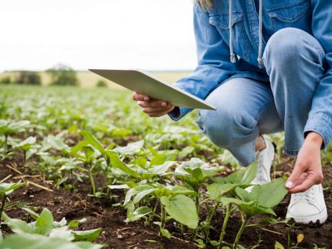 Ingeniera agrónoma inspeccionando crecimiento de plantas en campos de cultivo