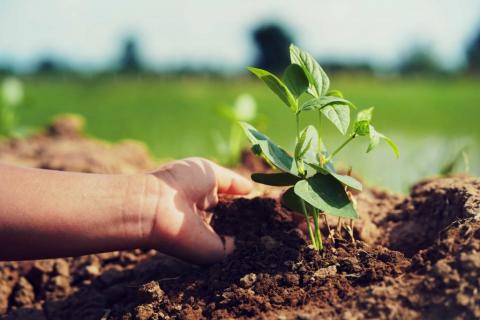 Una mano sembrando una planta de soja