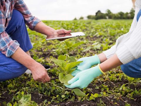 Dos agricultores revisando el crecimiento de una planta