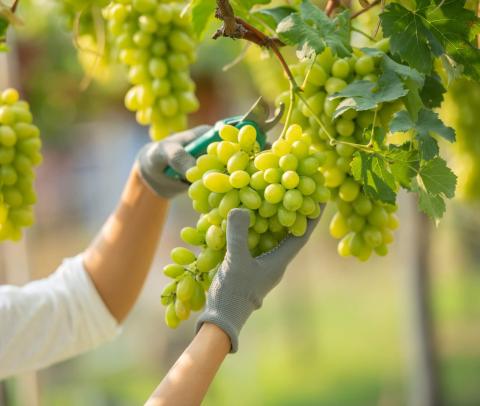 Mujer vistiendo mono de trabajo recoge uvas en un viñedo