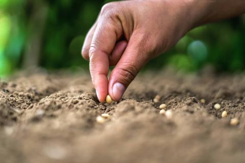 Primer plano de una mano sembrando una semilla en un suelo arado