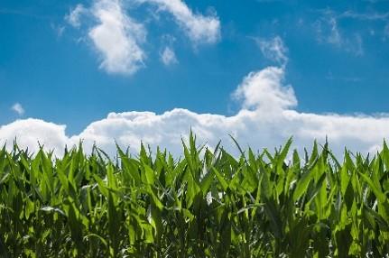 medio ambiente cultivo