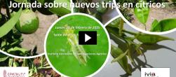 biología trips en cítricos