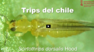 Trips del chile